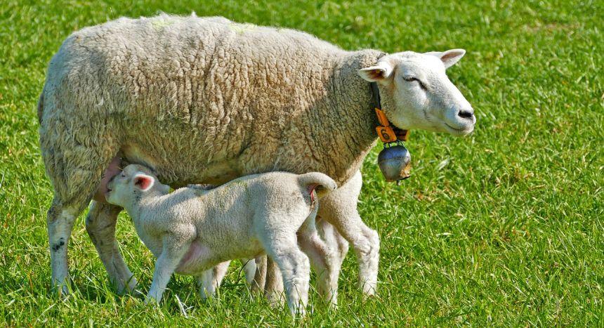 农业畜牧业羊