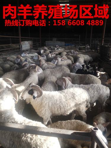 肉羊养殖场 肉羊价格 出售肉羊_其他畜牧业副产品_畜牧业副产品_农业