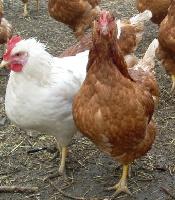 禽产品代理批发,禽产品招商 食品招商网